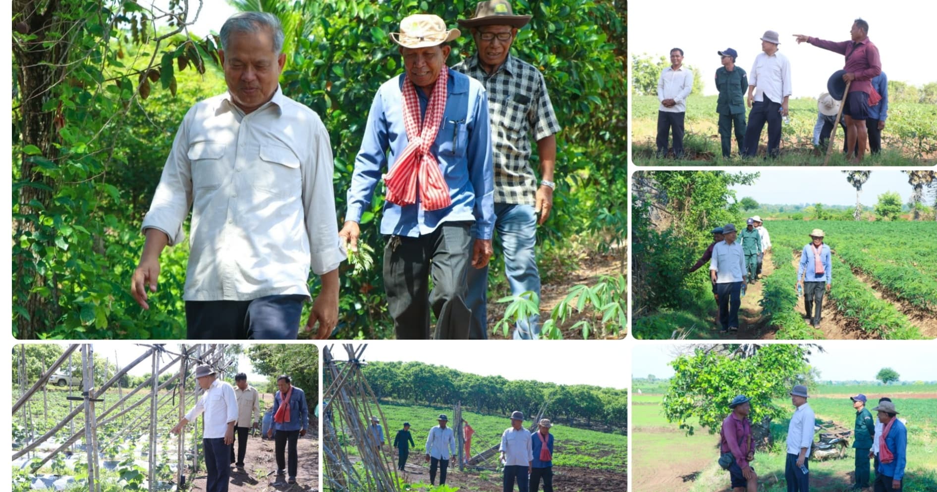 អភិបាលស្រុកតាំងគោក បានជំរុញលើកទឹកចិត្តឱ្យប្រជាកសិករ បន្តដាំដំឡូងមី និងបន្លែបន្ទាប់បន្សំបានច្រើន ដើម្បីជួយសម្រាលបន្ទុកចំណាយក្នុងគ្រួសារ