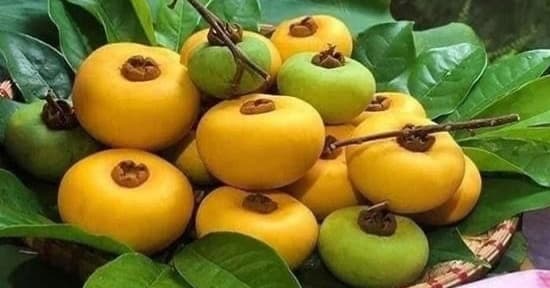 ផ្លែប៉ែន ផ្លែពណ៌មាស មានក្លិនក្រអូប អាចបរិភោគឆ្ងាញ់ពិសា