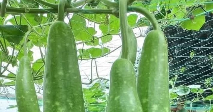 អត្ថប្រយោជន៍ផ្លែឃ្លោក សម្រាប់សុខភាព