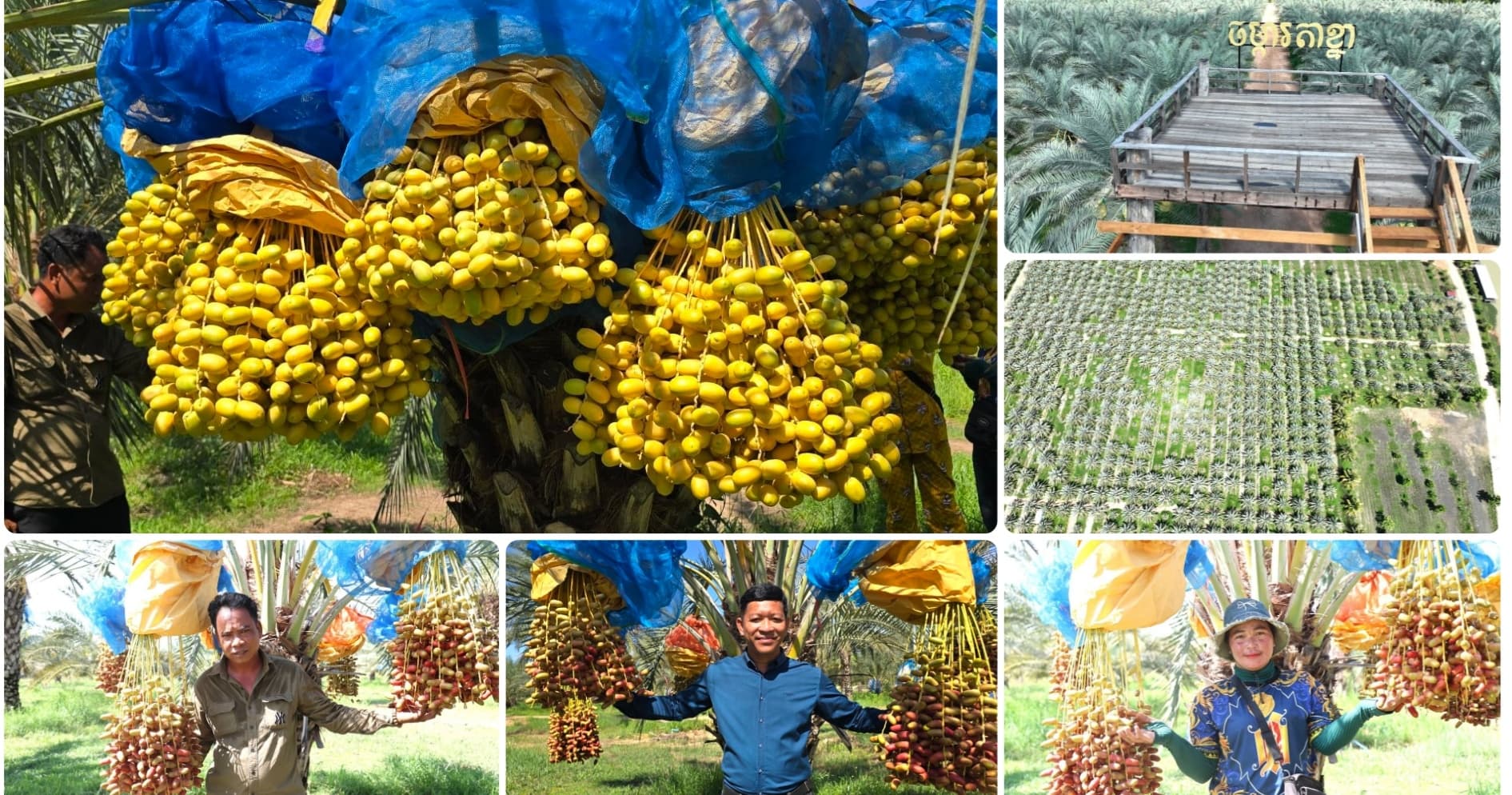 ផ្លែល្មើស្រស់នៅចំការតាខ្នា ស្រុកស្ទោង ចាប់ផ្ដើមប្រមូលផលនៅពាក់កណ្ដាលខែមិថុនាខាងមុខនេះ